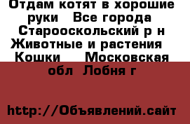 Отдам котят в хорошие руки - Все города, Старооскольский р-н Животные и растения » Кошки   . Московская обл.,Лобня г.